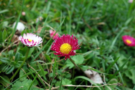 Gänseblümchen