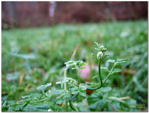 schaumkraut bluete winter g