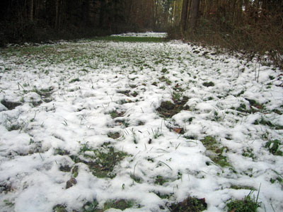 schaumkraut winter flaeche