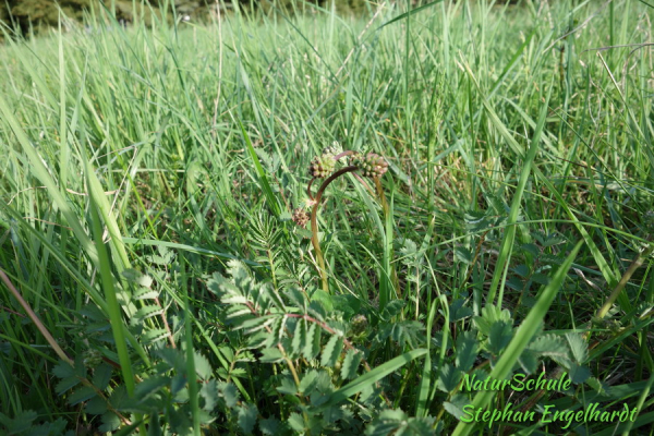 Kleiner Wiesenknopf / Pimpinelle