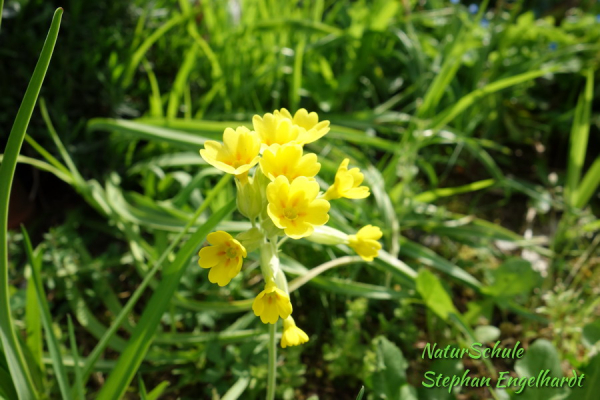 Primel / Schlüsselblume