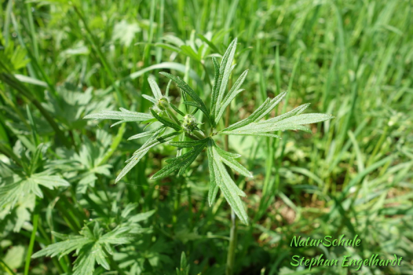 Scharfer Hahnenfuß / Butterblume (giftig)