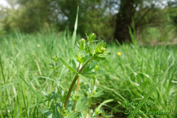 Wiesenlabkraut