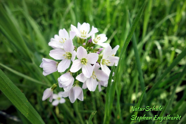 Wiesenschaumkraut