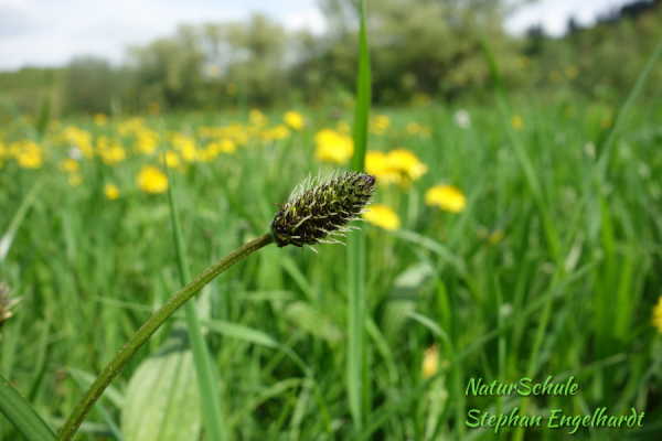 Spitzwegerich-Blüte