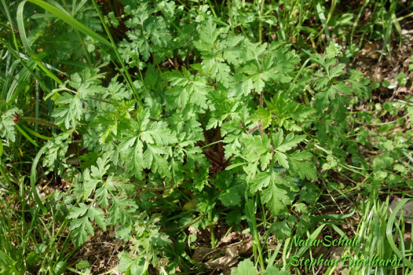 Stinkender Storchenschnabel