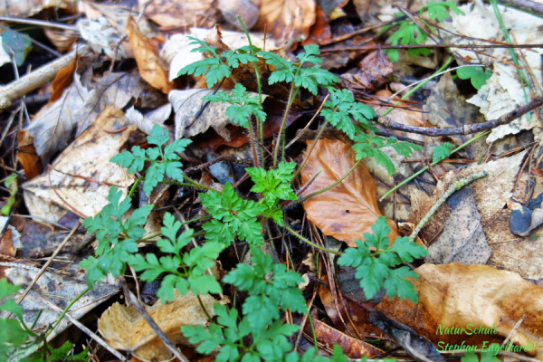 stinkender Storchenschnabel