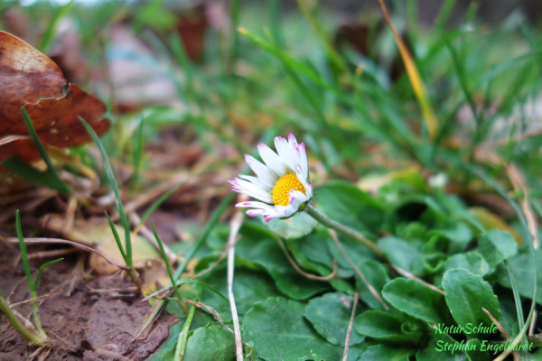 Gänseblümchen