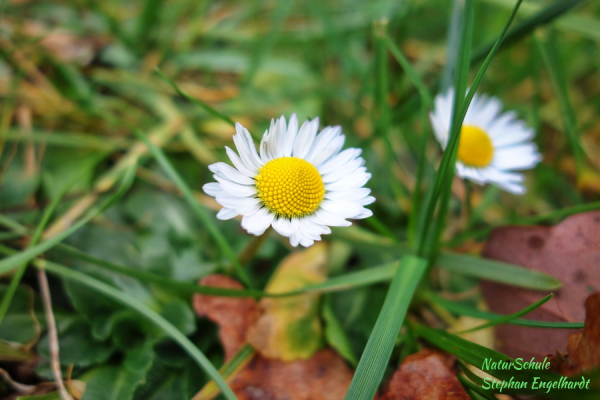 Gänseblümchen