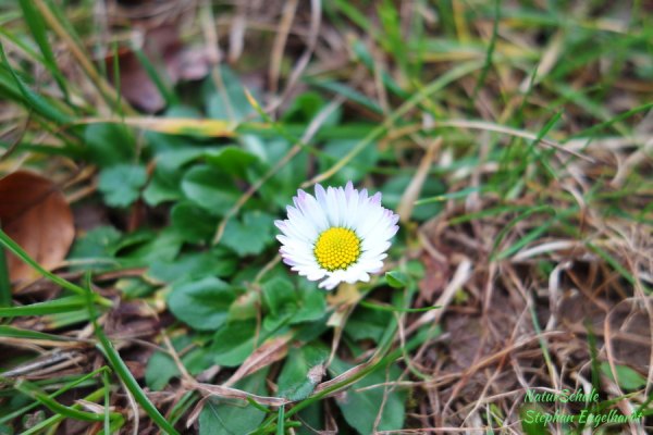 Gänseblümchen