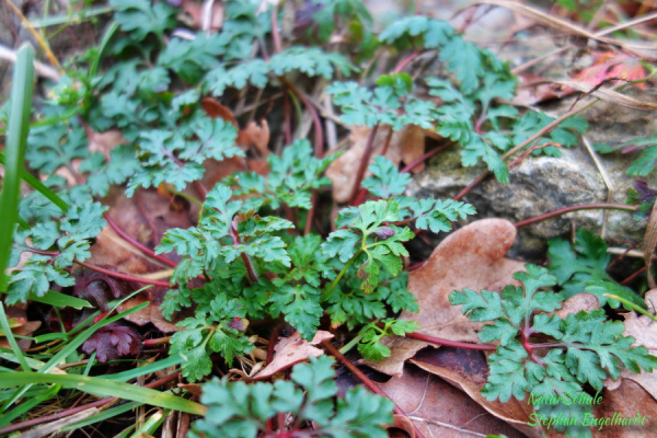 stinkender Storchenschnabel