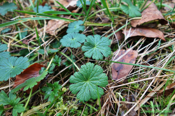 Wiesen Storchenschnabel