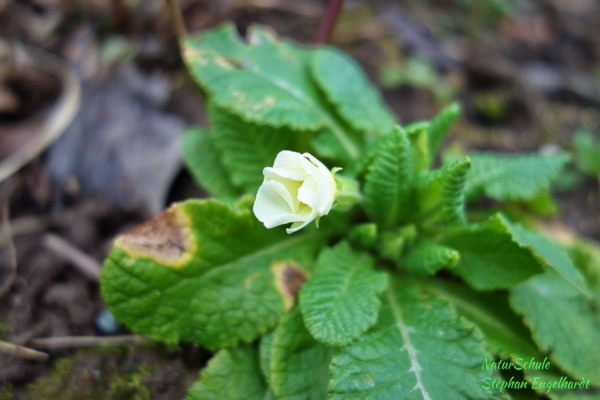 Schlüsselblume