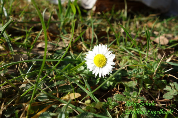 Gänseblümchen