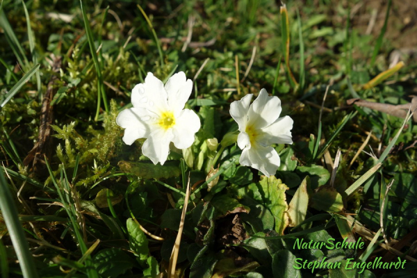 Schlüsselblume