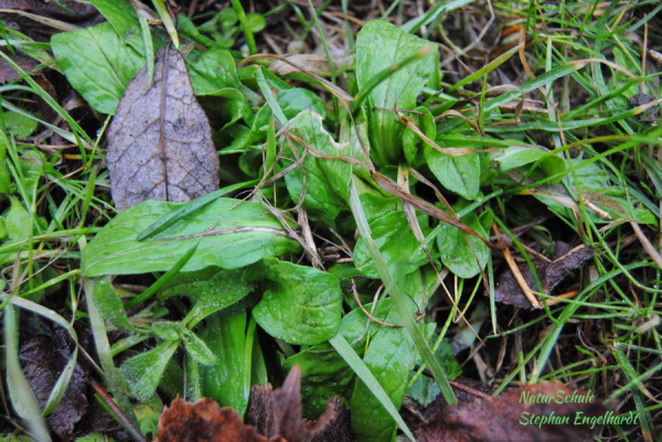 Feldsalat