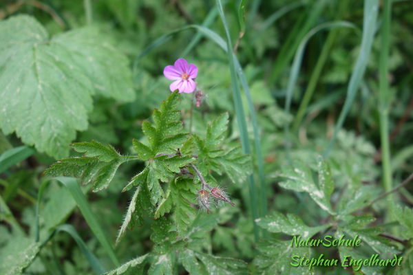 Stinkender Storchenschnabel