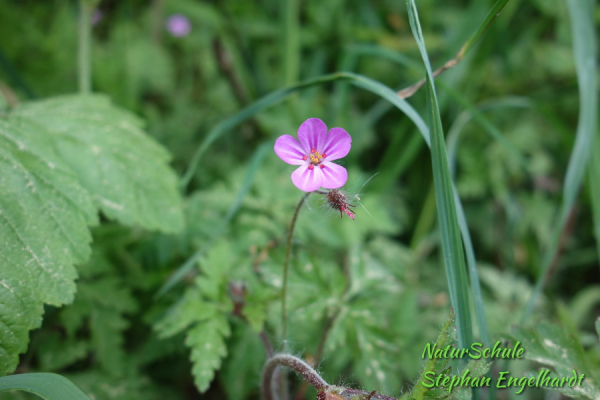 Stinkender Storchenschnabel