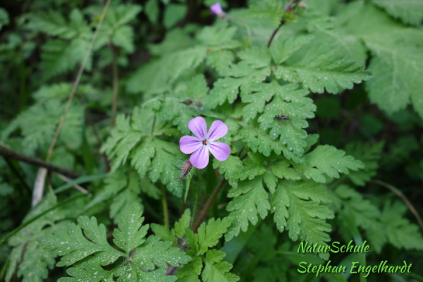 Stinkender Storchenschnabel