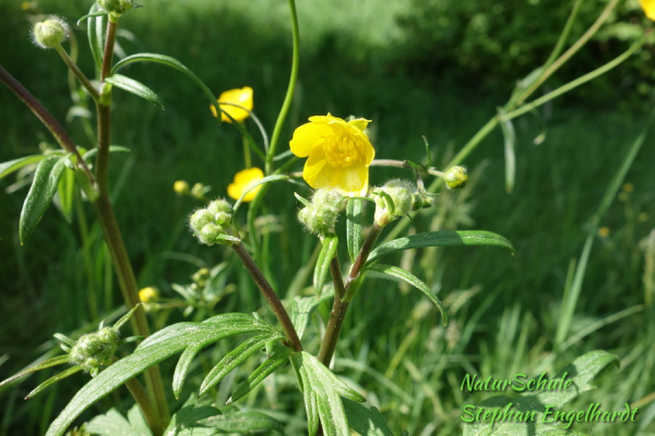 Scharfer Hahnenfuß / Dotterblümchen (giftig)