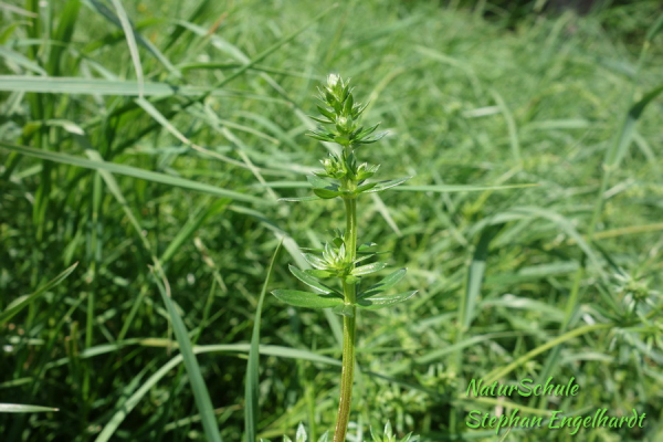 Wiesenlabkraut