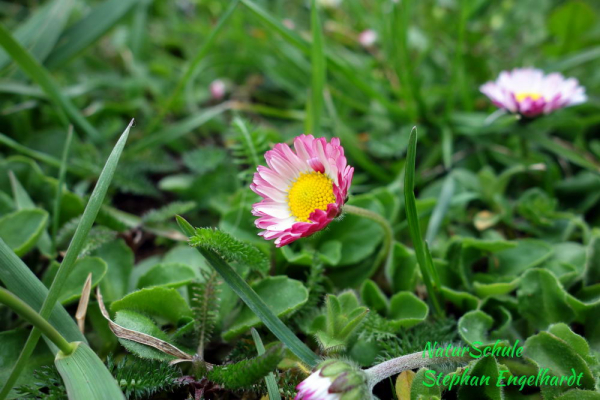 Gänseblümchen