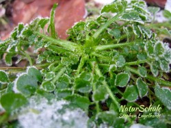 Schaumkraut im Winter